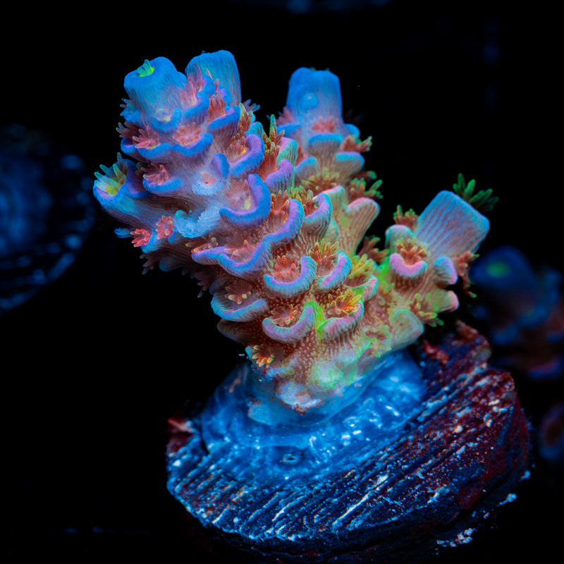 Rainbow Fusion Acropora Coral with branching growth in reef aquarium