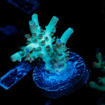 Yoda Acropora Coral with branching growth in reef aquarium