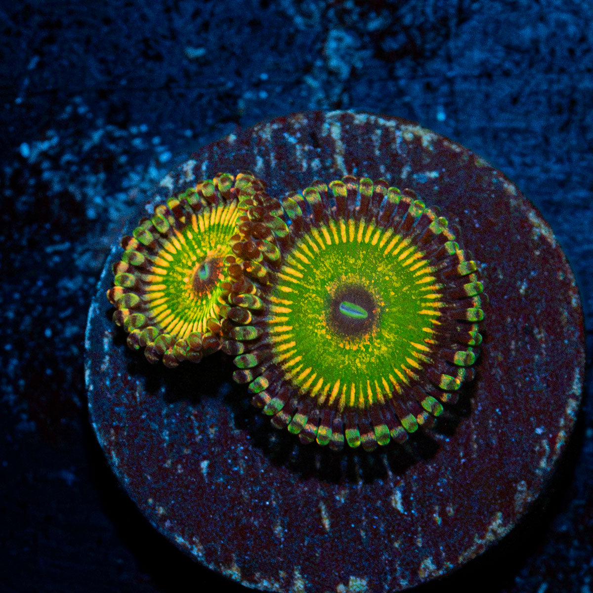 Hyper Jubilee Zoanthid Coral with colony growth in reef aquarium