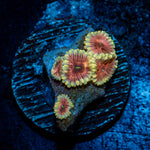 Dark Side Lunars Zoanthid Coral with colony growth in reef aquarium