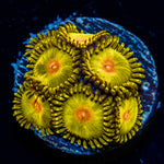 Golden Gods Zoanthid Coral with colony growth in reef aquarium