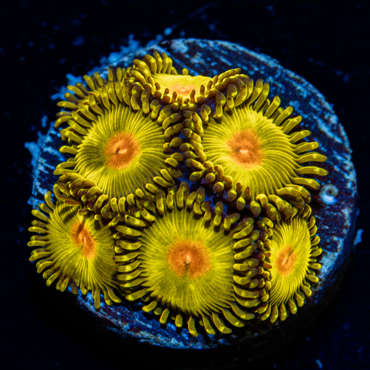 Golden Gods Zoanthid Coral with colony growth in reef aquarium