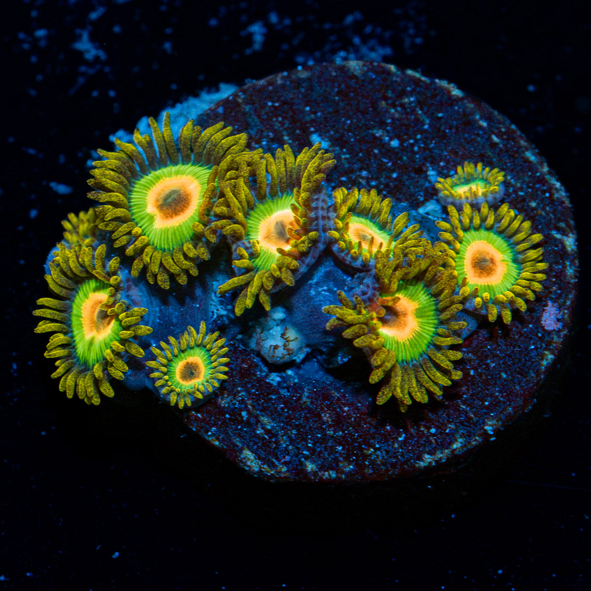 Rasta Zoanthid Coral colony growth in reef aquarium