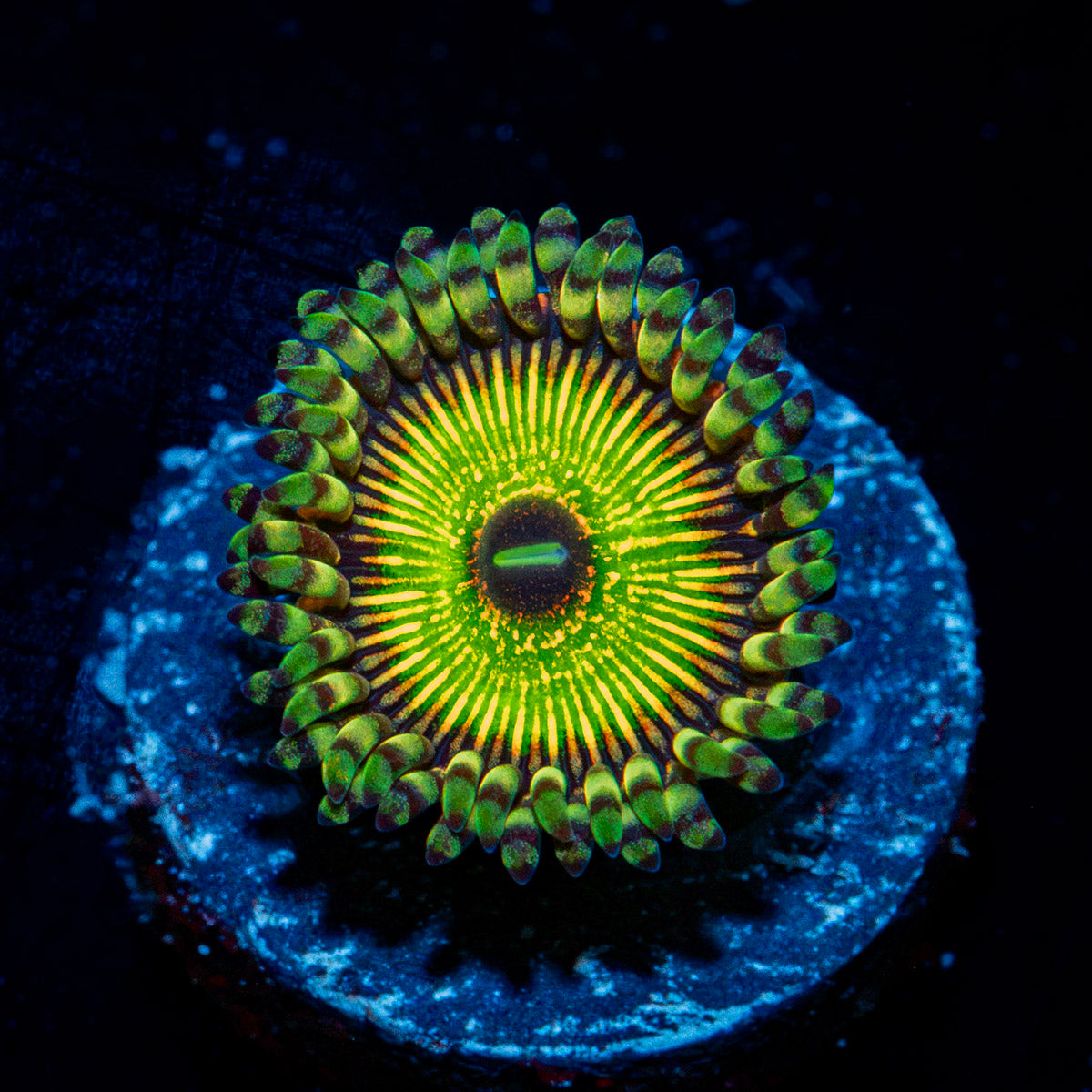 Hyper Jubilee Zoanthid Coral with colony growth in reef aquarium