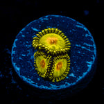 Golden Gods Zoanthid Coral with colony growth in reef aquarium