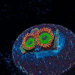 Green Goblin Zoanthid Coral colony growth in reef aquarium environment