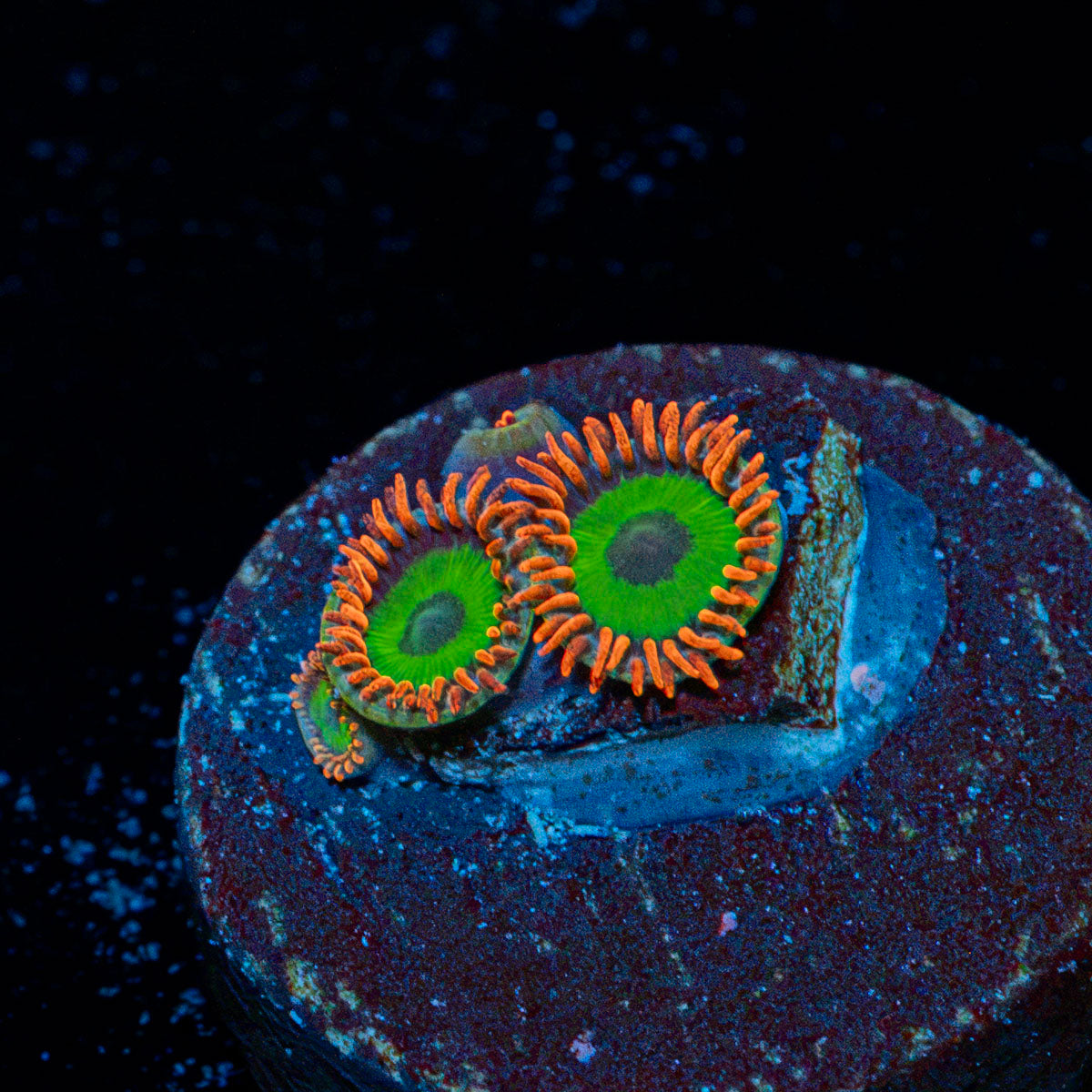 Green Goblin Zoanthid Coral colony growth in reef aquarium environment