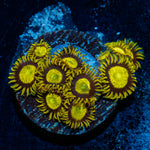 King Midas Zoanthid Coral with colony growth in reef aquarium