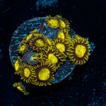 King Midas Zoanthid Coral with colony growth in reef aquarium
