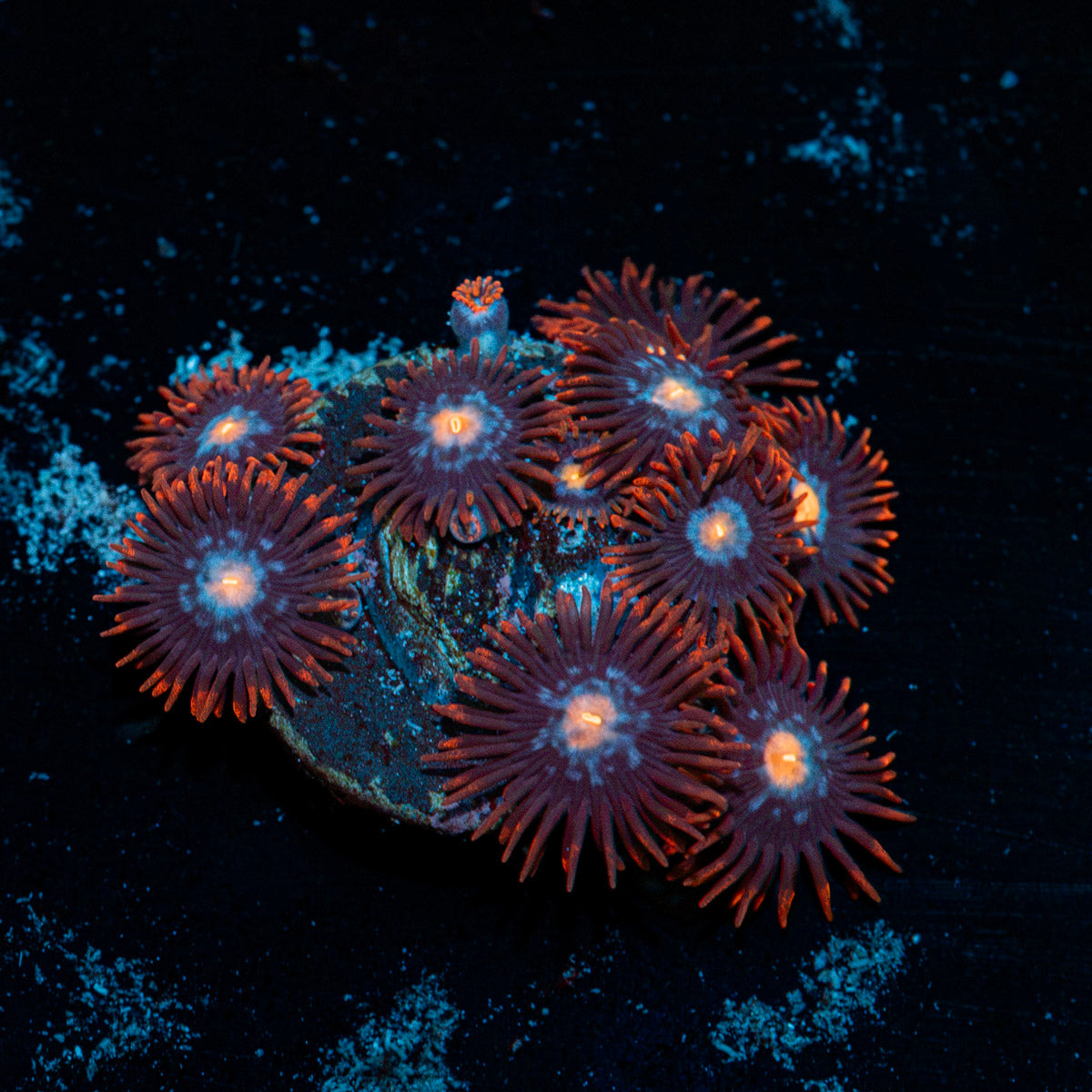 Stitches Zoanthid Coral with colony growth in reef aquarium