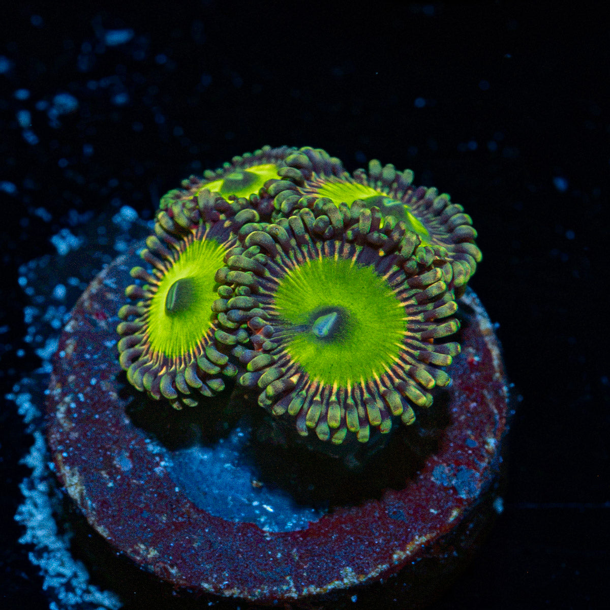Candy Apple Green Zoanthid Coral colony growth in reef aquarium