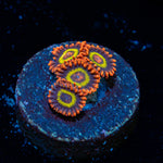 Fruit Loop Zoanthid Coral colony growth in reef aquarium