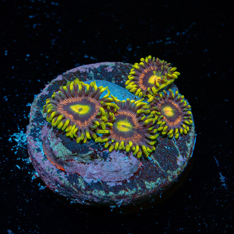 Kamikaze Zoanthid Coral colony growth in reef aquarium