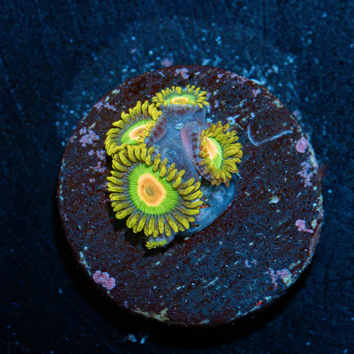 Rasta Zoanthid Coral colony growth in reef aquarium