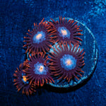 Stitches Zoanthid Coral showcasing colony growth in reef aquarium