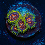Jawbreaker Hornets Zoanthid Coral colony growth in reef aquarium