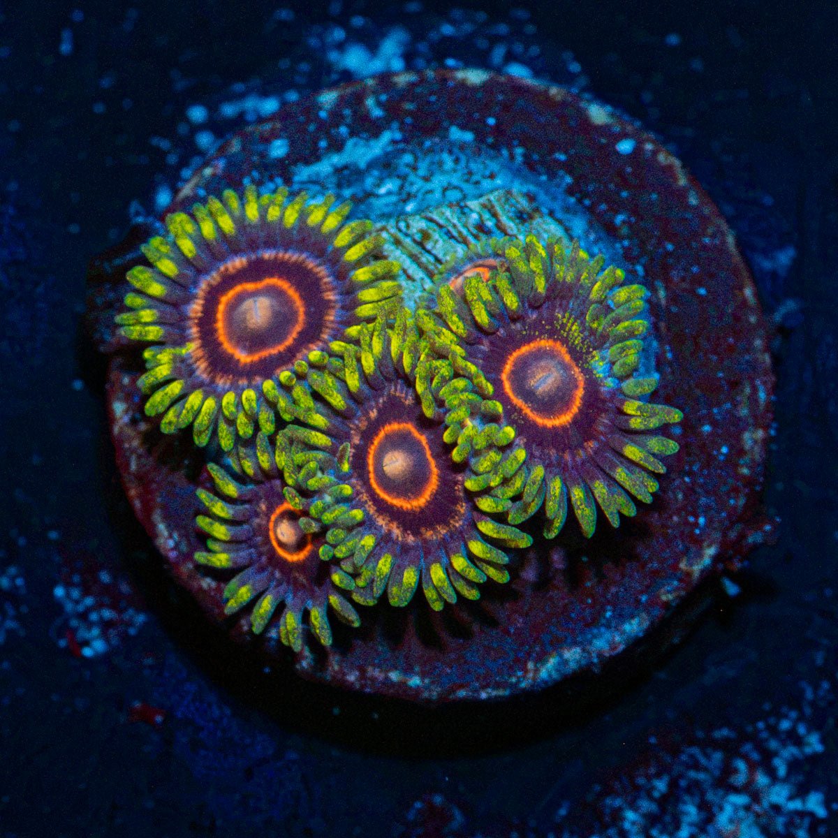 Jawbreaker Hornets Zoanthid Coral colony growth in reef aquarium