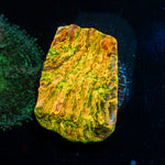 Cloudberry Chalice Coral with encrusting growth in reef aquarium