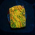 Cloudberry Chalice Coral with encrusting growth in reef aquarium