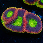 Dragon Soul Favia Coral with encrusting growth in reef aquarium