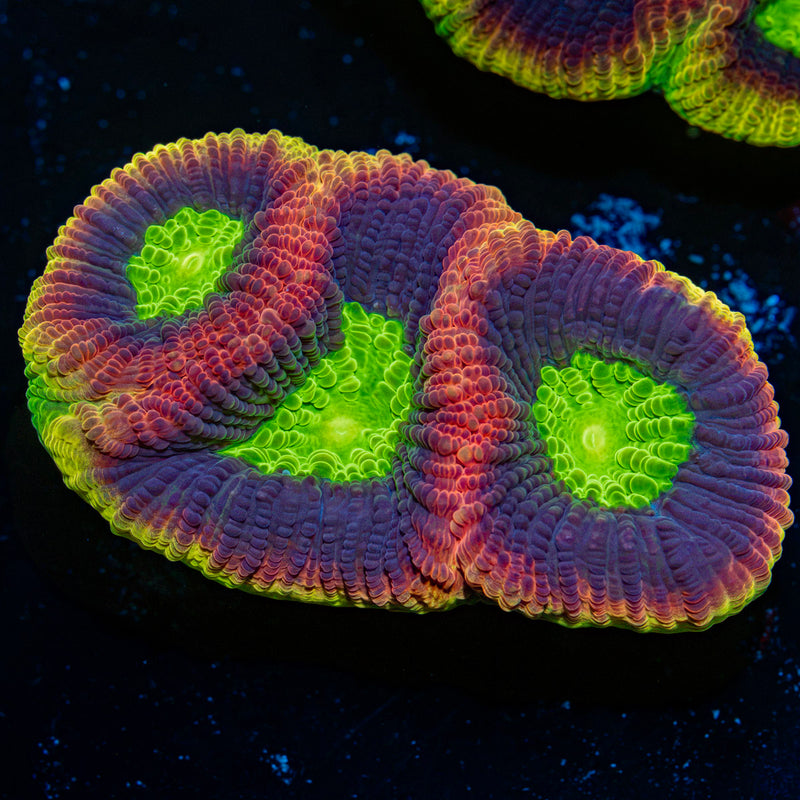 Dragon Soul Favia Coral with encrusting growth in reef aquarium