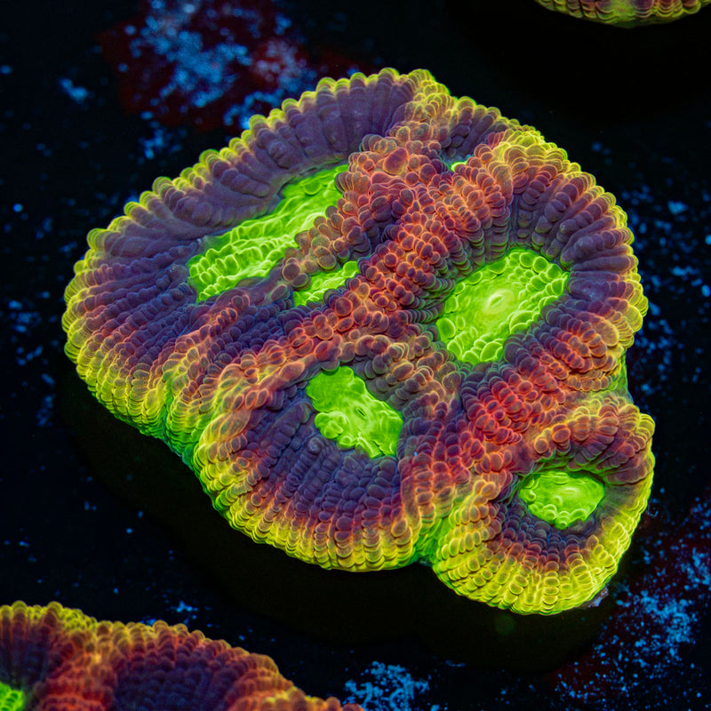 Dragon Soul Favia Coral with encrusting growth in reef aquarium