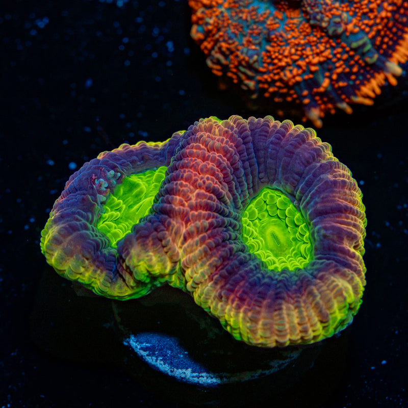 Dragon Soul Favia Coral with encrusting growth in reef aquarium