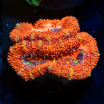Acan Coral with fleshy polyps in reef aquarium