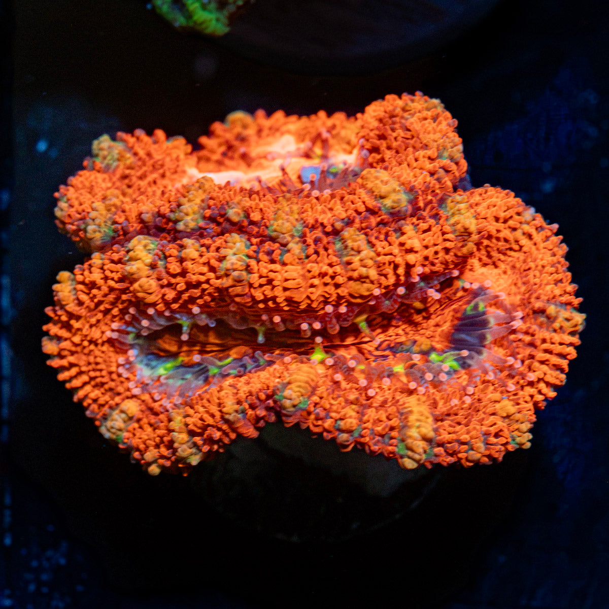 Acan Coral with fleshy polyps in reef aquarium