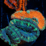 Acan Coral with fleshy polyps in reef aquarium