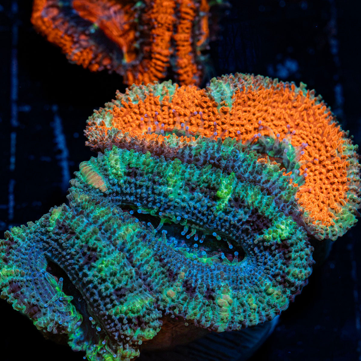 Acan Coral with fleshy polyps in reef aquarium