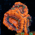 Acan Coral with fleshy polyps in reef aquarium