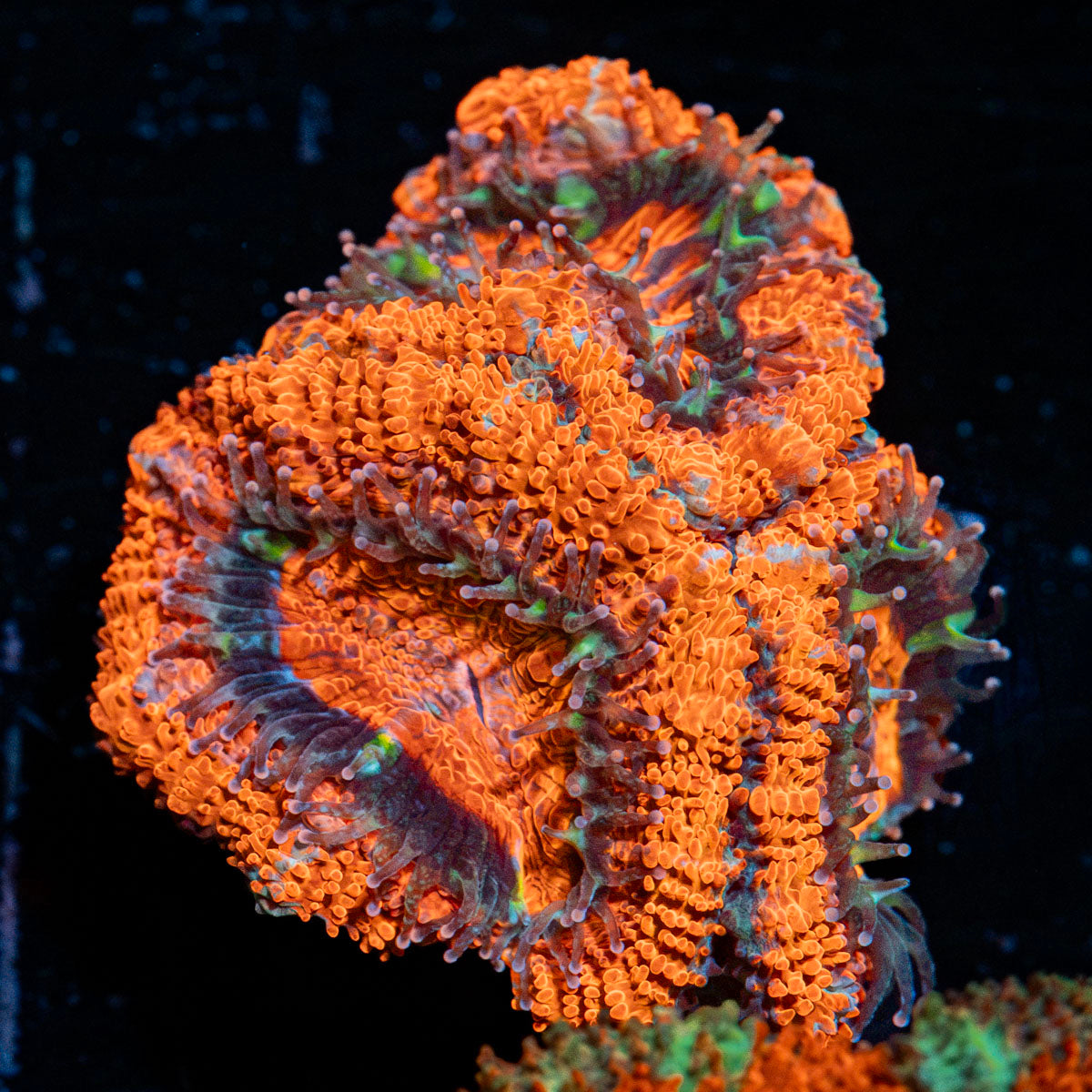 Acan Coral with fleshy polyps in reef aquarium