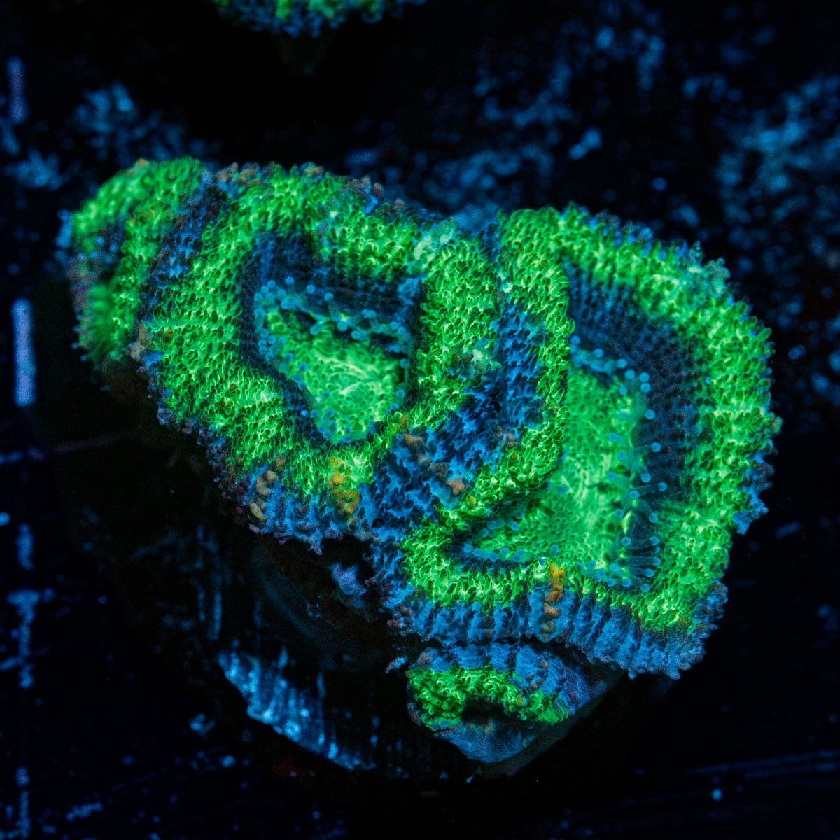Acan Coral with fleshy polyps in reef aquarium