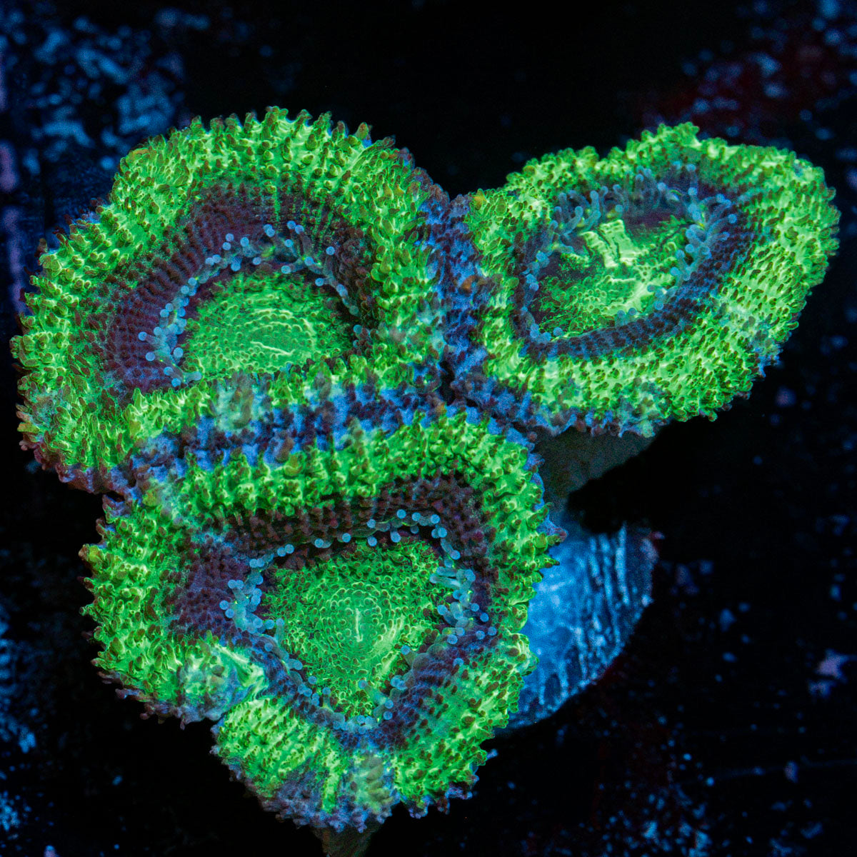 Acan Coral with fleshy polyps in reef aquarium