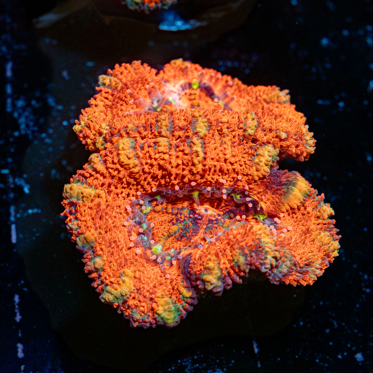 Acan Coral with fleshy polyps in reef aquarium