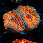 Acan Coral with fleshy polyps in reef aquarium