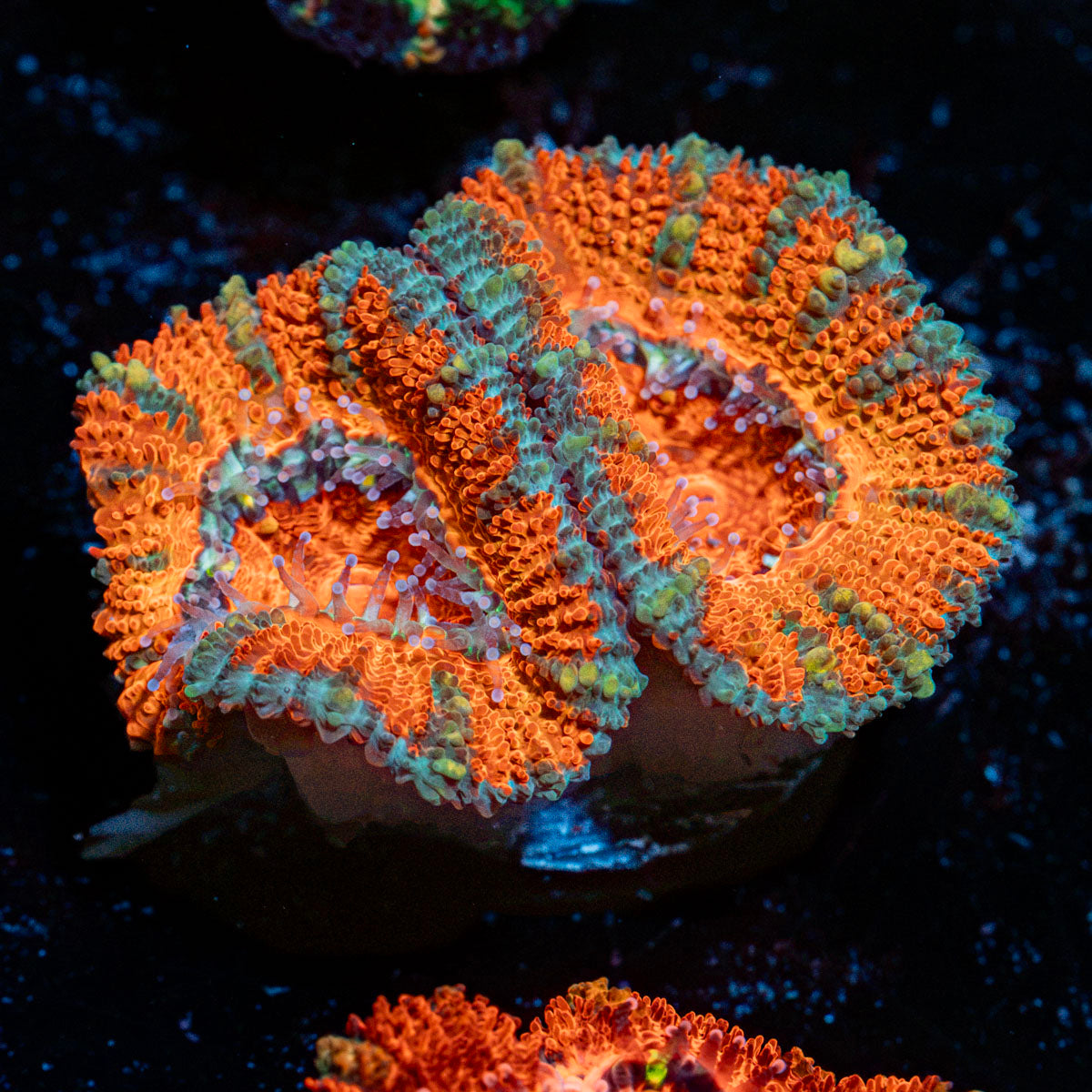 Acan Coral with fleshy polyps in reef aquarium