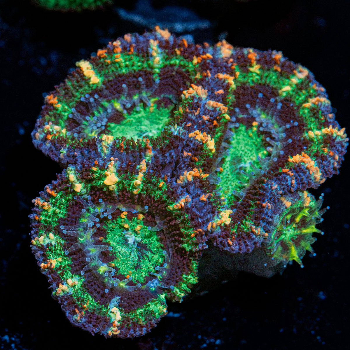 Acan Coral with fleshy polyps in reef aquarium environment
