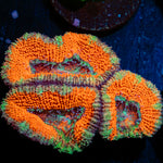 Acan Coral with fleshy polyps in reef aquarium