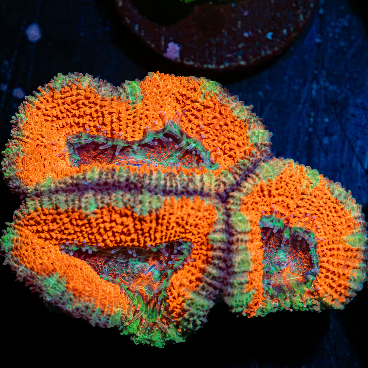 Acan Coral with fleshy polyps in reef aquarium