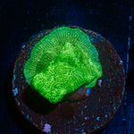 Hulk Smash Leptastrea Coral with encrusting growth in reef aquarium