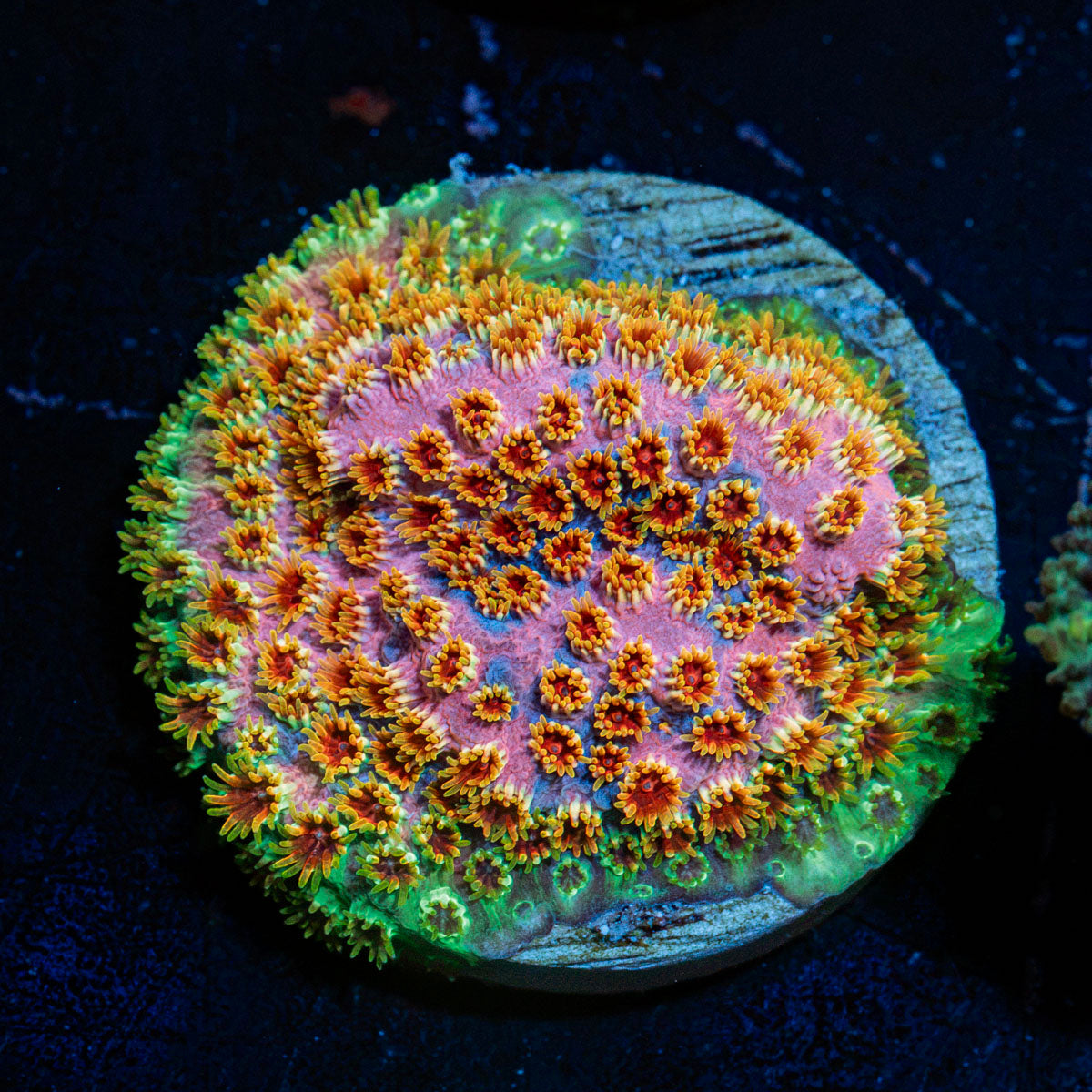 Skittles Bomb Cyphastrea Coral with encrusting growth in reef aquarium