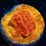 24K Leptoseris Coral with encrusting growth in reef aquarium
