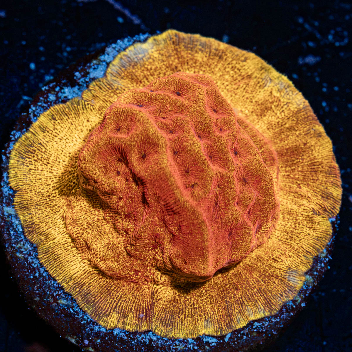 24K Leptoseris Coral with encrusting growth in reef aquarium