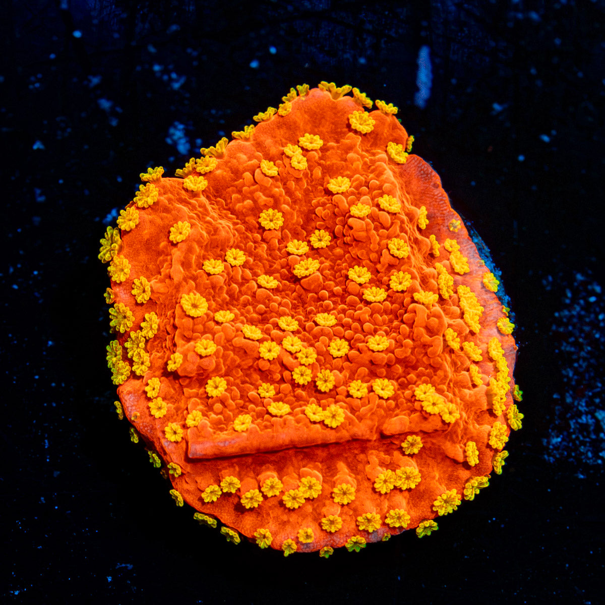Starburst Montipora Coral with branching growth in reef aquarium
