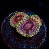 Majin Boos Zoanthid - riptide aquaculture llc
