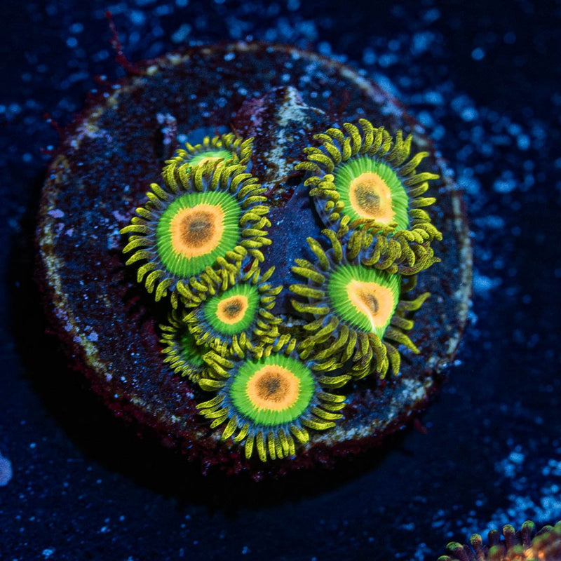 Rasta Zoanthid