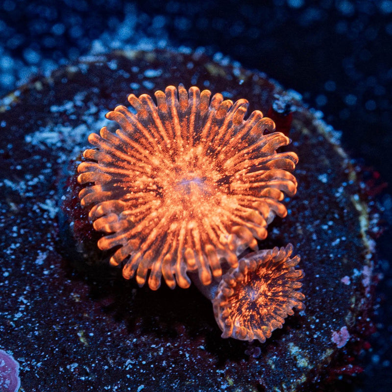 NightMares Zoanthid