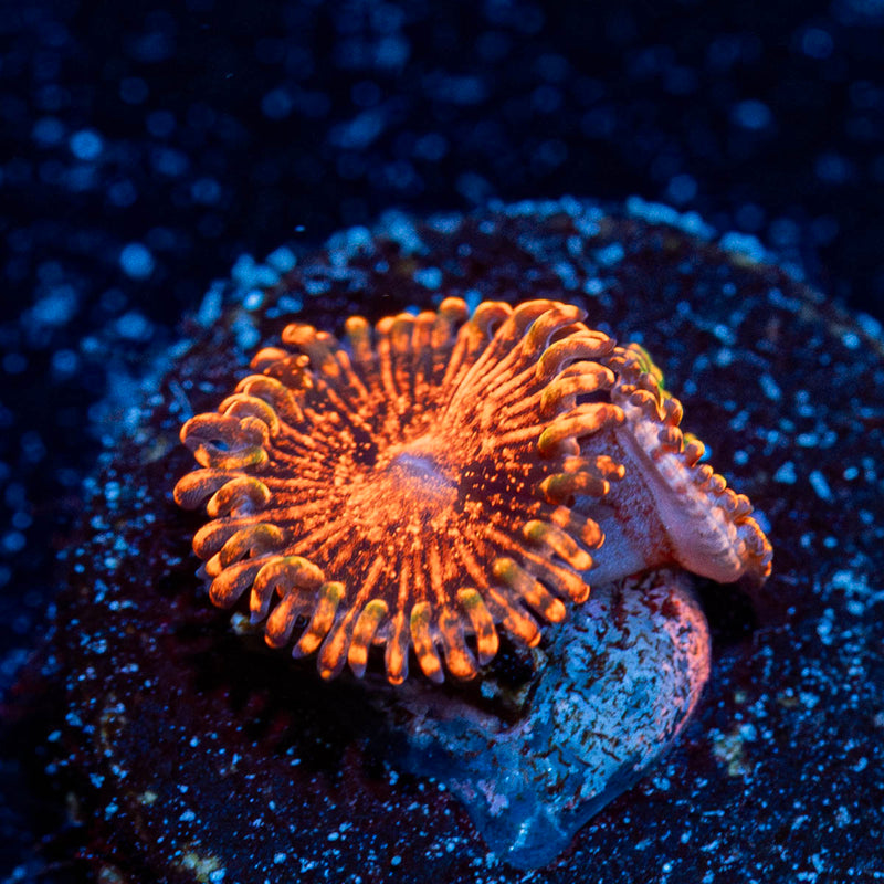 NightMares Zoanthid
